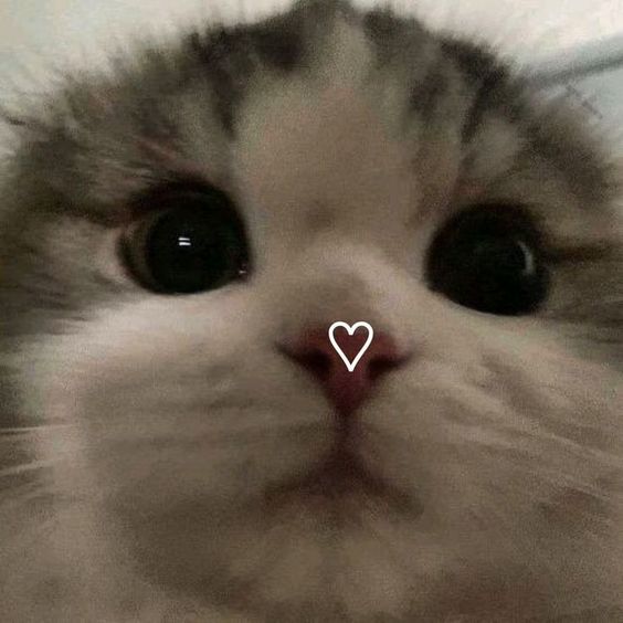 Mood